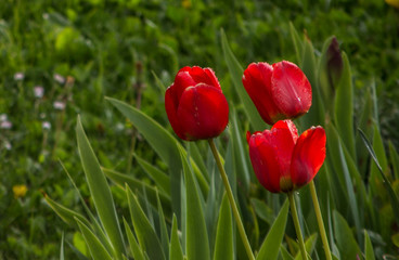 Tulpen im Garten