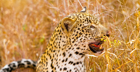 African Leopard sitting in the grass