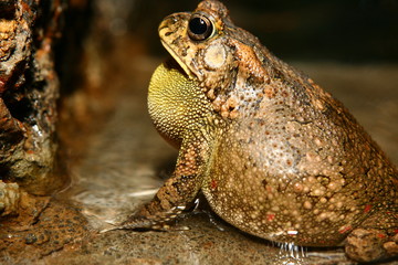 Night frog