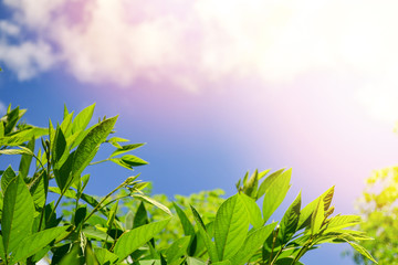 Green leaves under sun / leaf and sunlight on clouds and blue sky background in summer