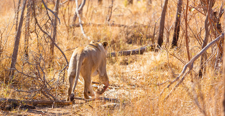  African Lion in a South African Game Reserve