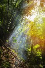 Bamboo nature forest / Bamboo tree with morning sunlight and fog smoke