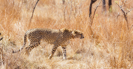 African Cheetah on safari in a South African game reserve