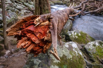 Closeup of the break of a fallen tree or log spas the Little Gizzard Creek by the Fiery Gizzard Trail near Foster Falls, South Cumberland State Park on the Cumberland Plateau.