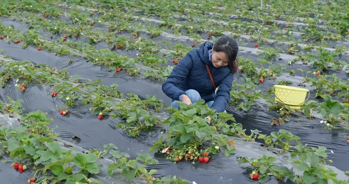 Woman pick Strawberry in the farm