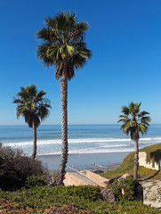 Fototapeta premium Palm Trees and Pacific ocean