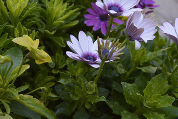 colorful daisies in a flower bed