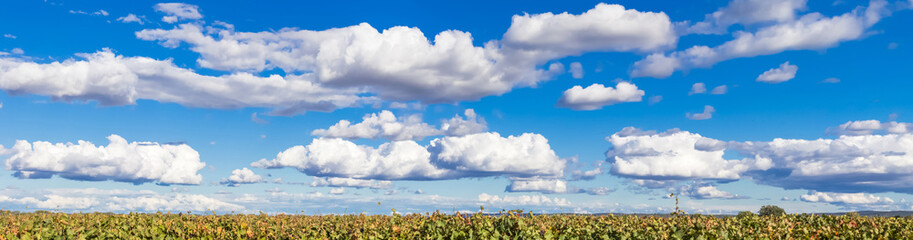 Panorama de grand ciel bleu et nuages au-dessus des vignes 