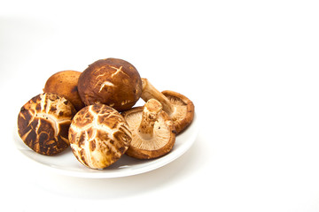 Shiitake mushroom on the White background
