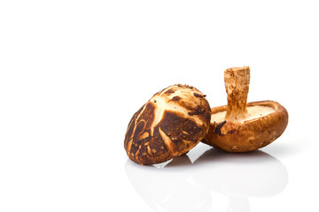 Shiitake mushroom on the White background
