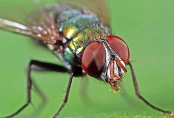 Macro Photo of Head of Blowfly on Green Leaf