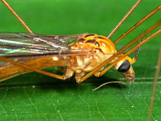 Macro Photo of Orange Crane Fly on Green Leaf
