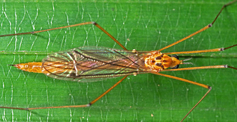 Macro Photo of Orange Crane Fly on Green Leaf