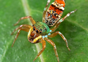 Macro Photo of Colorful Jumping Spider on Green Leaf