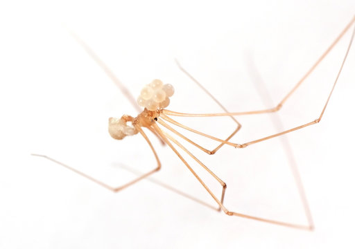 Macro Photo of Daddy Long Legs Spider with Eggs Isolated on Background