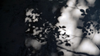 Shadow of tree leave on grunge wall