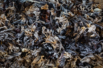 Frosty seaweed