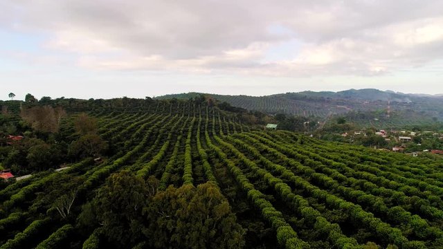 Drone flight over coffee plantations in Central America 01
