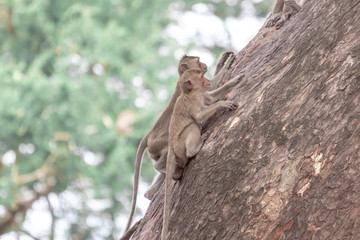 monkey in wild