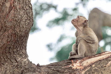 monkey in wild