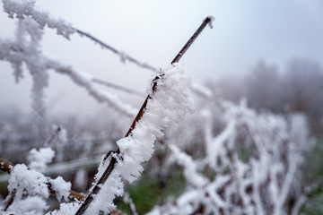 branch of a tree covered with ice