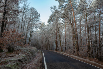 road in winter forest