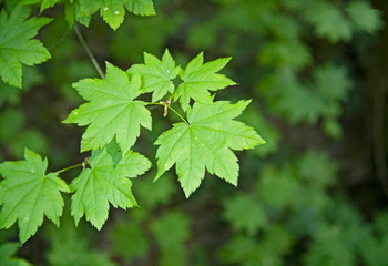 green maple leaves