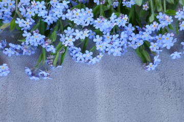 forget-me-not flowers on gray  background. top view, copy space.Blue flowers on gray.Flower card.