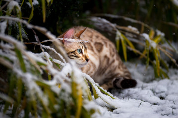 Bengale im Schnee / Cat in Snow 