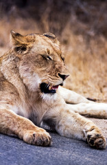 Lion, (Panthera leo), Kruger National Park, Mpumalanga, South Africa, Africa