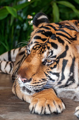 The tiger is the largest and most dangerous carnivore of the cat family.
