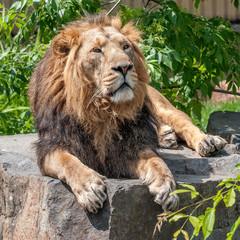 Obraz premium The king of beasts is a lion/Prague Zoo. Hot July day. The king of beasts is a lion resting on a stone bed.