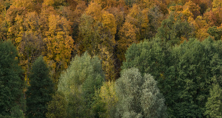 Autumn forest texture