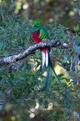 Resplendent Quetzal, Pharomachrus mocinno, from Savegre in Costa Rica with blurred green forest in background. Magnificent sacred green and red bird