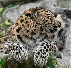 Fototapeta na wymiar Amur leopard. Latin name - Panthera pardus orientalis