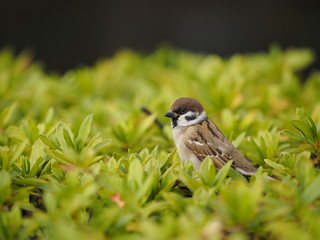 Obraz premium sparrow on the grass