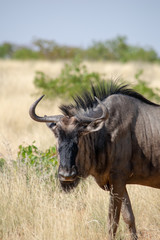 Obraz premium 2018-10 Namibia