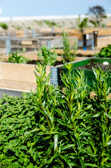 People's small urban gardens in the big city