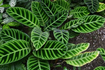 Calathea zebrina (Zebra plant)