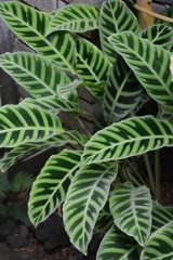 Calathea zebrina (Zebra plant)