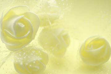 yellow rose on yellow background