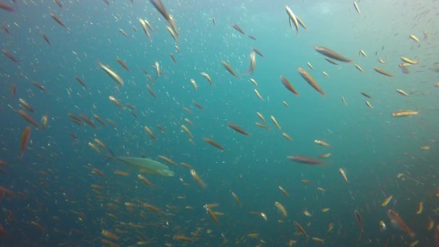 Sardines fish 
