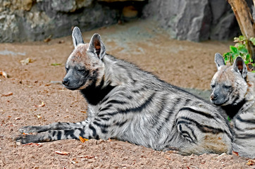 Fototapeta premium Striped hyena. Latin name - Hyaena hyaena