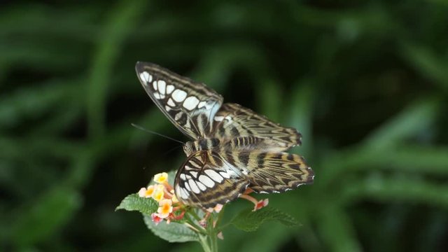 Parthenos sylvia, Clipper sitting on a yellow flower collecting nectar and taking the flower apart