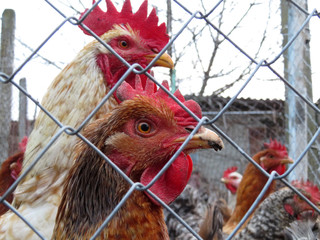 Chickens in the coop, selective focus. Domestic laying hens and rooster on the farm