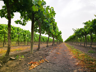 Early sweet grapes farming in Emerald , Queensland , Australia.