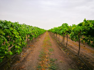 Fototapeta na wymiar Early sweet grapes farming in Emerald , Queensland , Australia.