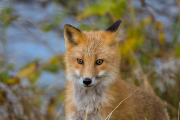 Naklejka na ściany i meble red fox in wild