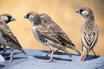 2018-10 Namibia
