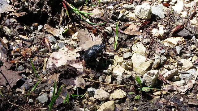 Little black beetle fighting its way through nature